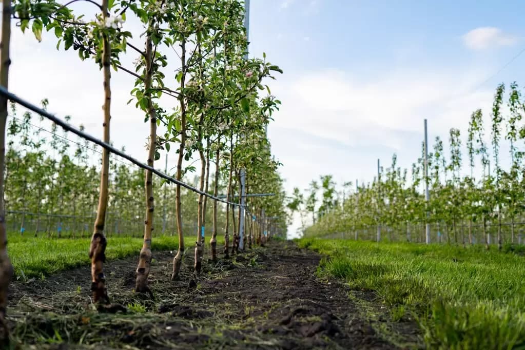 Tree planting