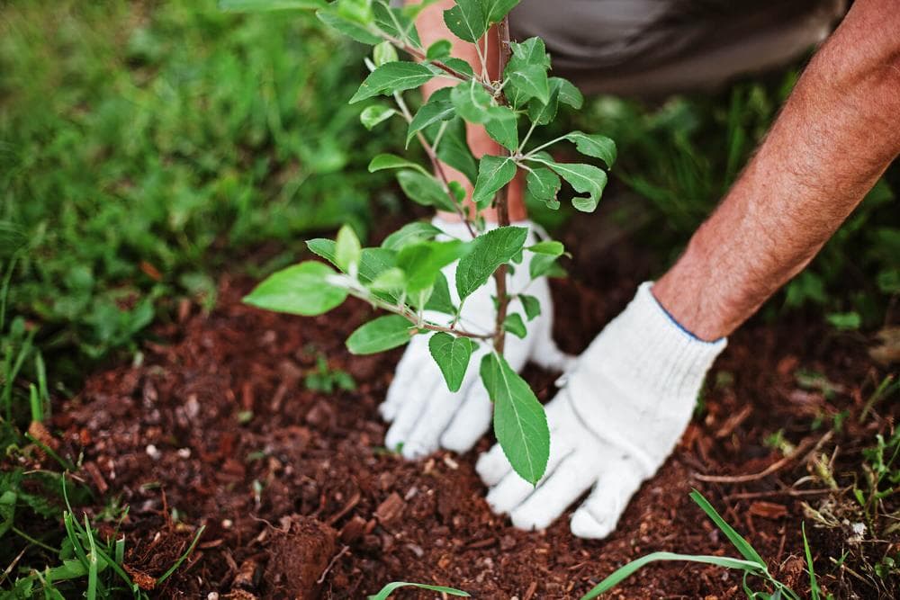 Brushes planting