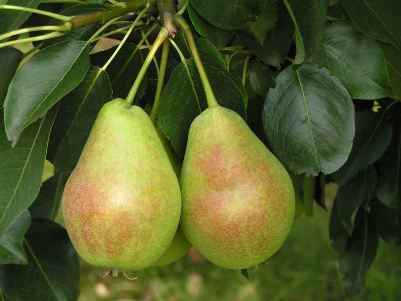 Груша "Духмяная" thumbnail