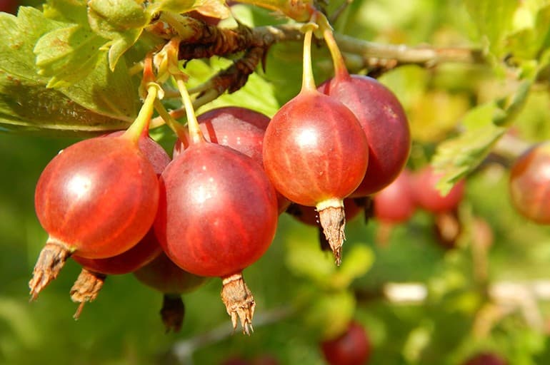 Крыжовник "Карпаты" thumbnail