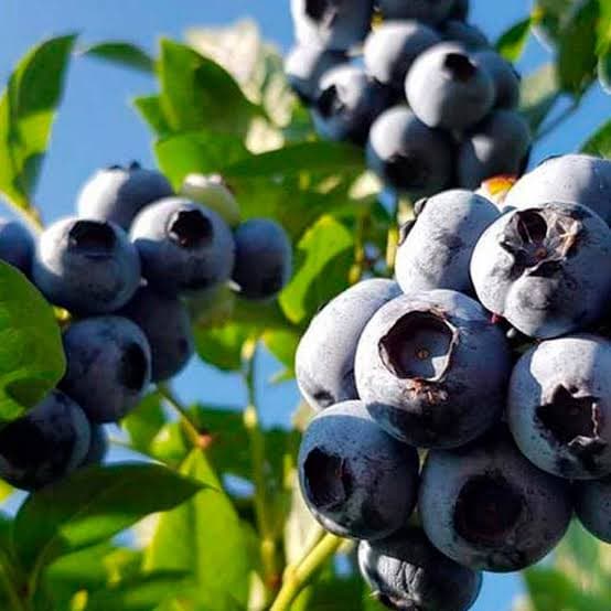 Голубика "Бонус" thumbnail