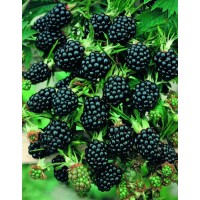 Ежевика Стэфан