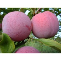 Алыча Озарк Премьер