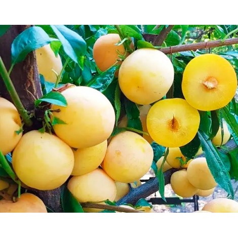 Алыча То Че Сан