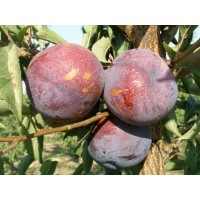 Алыча Кримсон ГЛО