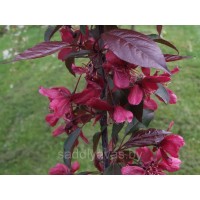 Декоративная яблоня Пурпурная (Недзвецкого)